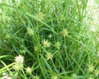 carex grayi 6-11.jpg
